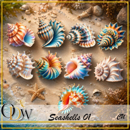 ODW seashells 01