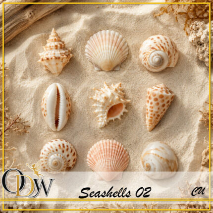ODW seashells 02